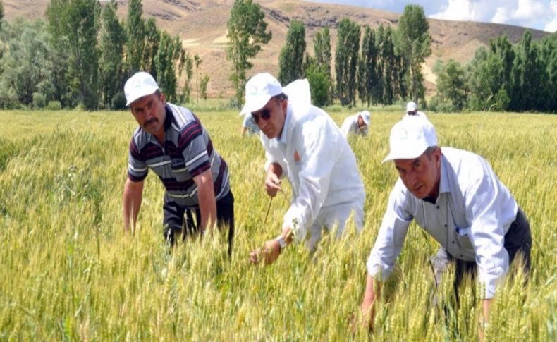 Gıda, Tarım ve Hayvancılık Müdürlüğü ekipleri süne mücadelesini sürdürüyor