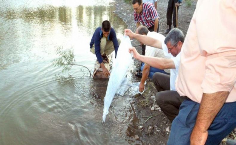 Göcek köyündeki gölete 10 bin yavru sazan atıldı