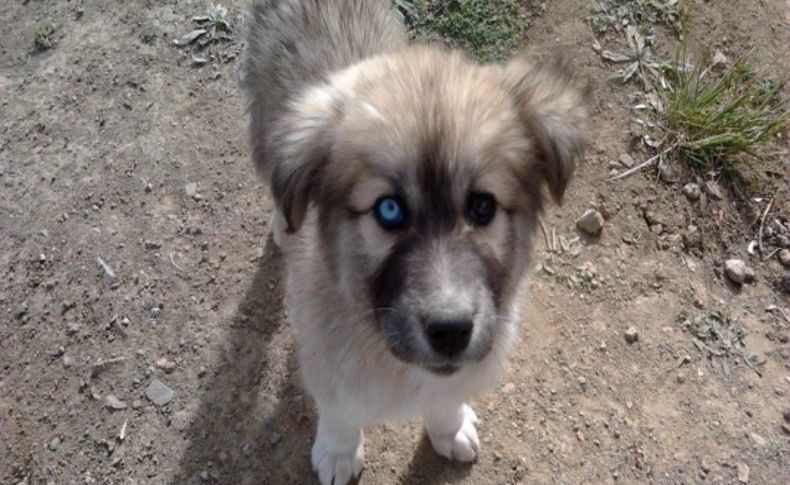 Gözleri farklı renkli köpek görenlerin dikkatini çekiyor