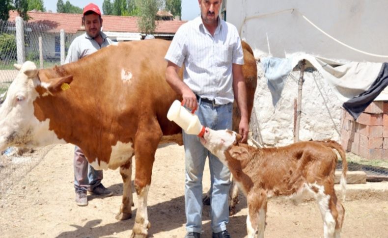 Gözleri görmeyen buzağıyı sahibi biberonla besliyor