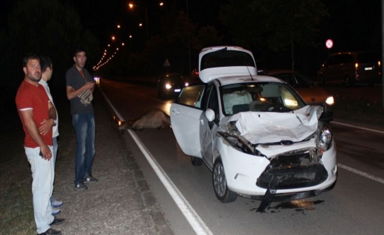 Havalimanı yolunda inek kaza yaptırdı