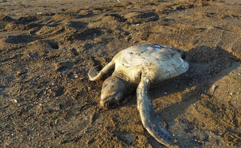 Hayalet ağlar caretta carettaları öldürüyor