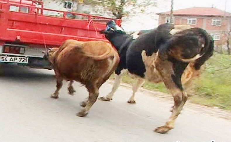 Hayvanlara işkence edene hapis cezası geliyor