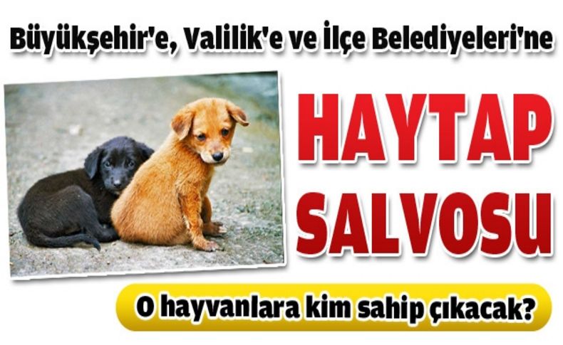 Hayvanseverler Kocaoğlu'na tepkili