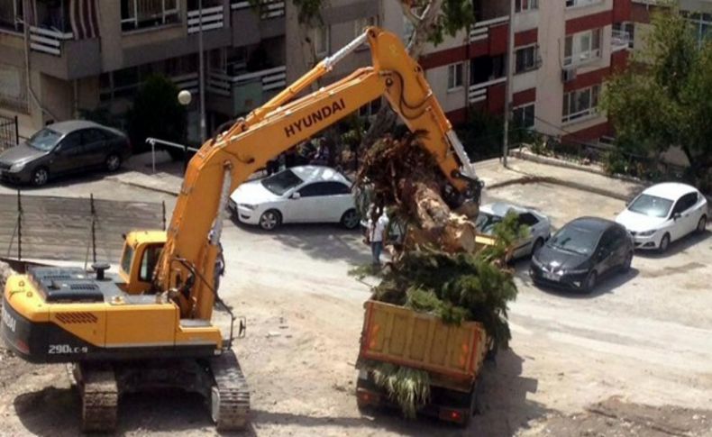 Otopark inşaatında ağaç hassasiyeti