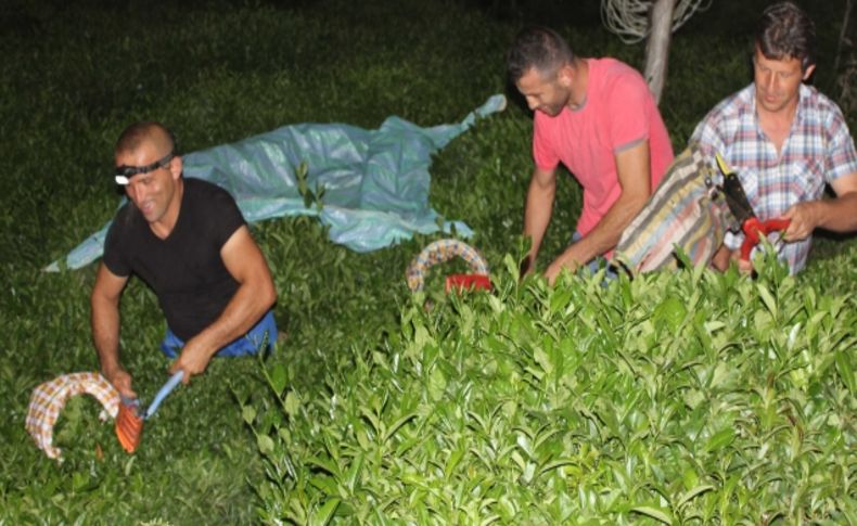 İftardan sahura kadar projektör altında çay topluyorlar