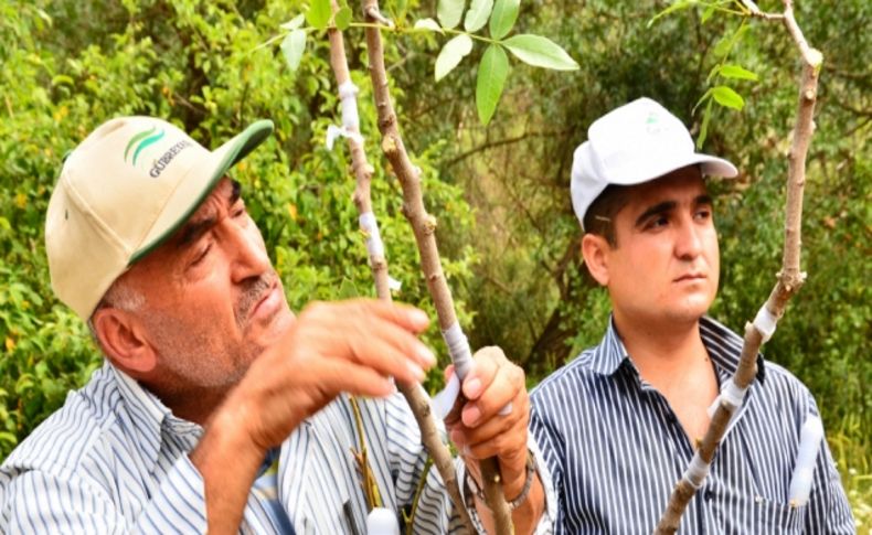 Ihlara Vadisi’nde Antep fıstığı aşılaması başlatıldı