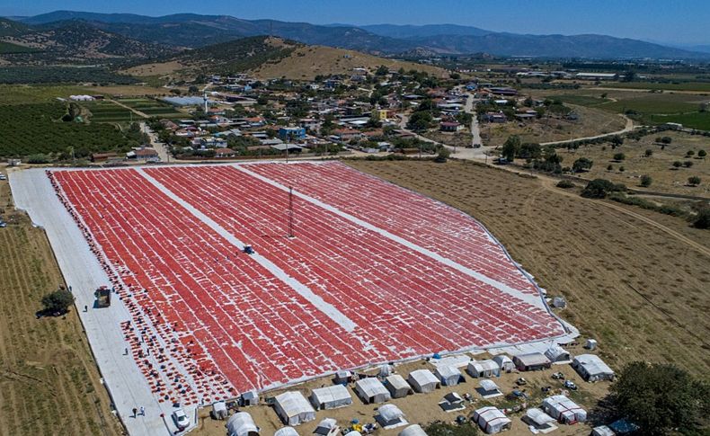 İhracatlık domatesler güneşe serildi