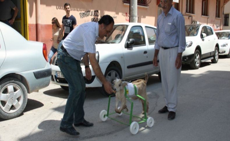 İki ayağı felçli oğlağa ortez ayak takıldı