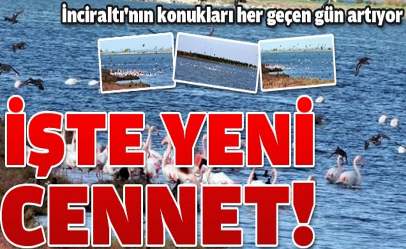 İnciraltı İzmir'in ikinci kuş cenneti oldu