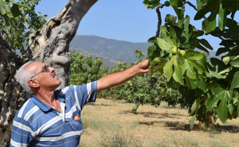 İrimağzı inciri markalaşma yolunda