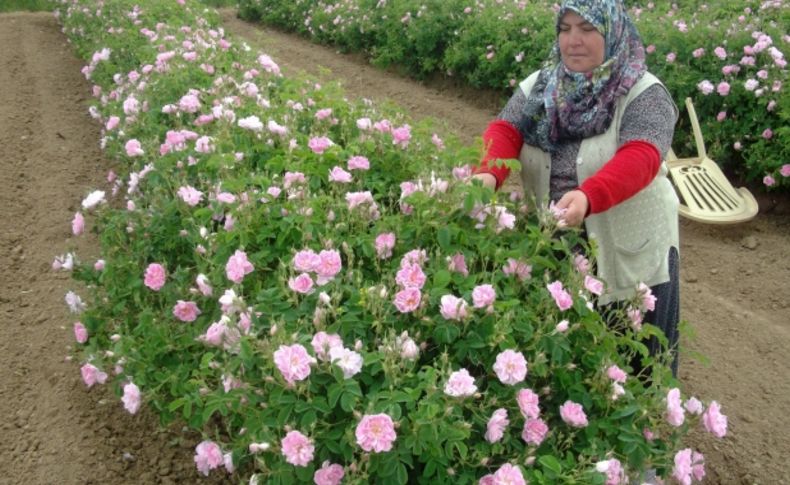 Isparta'da havalar sıcak gidince gül sezonu erken başladı