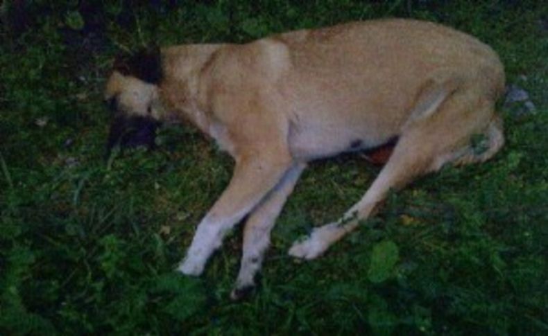 Foça'da köpek katliamı