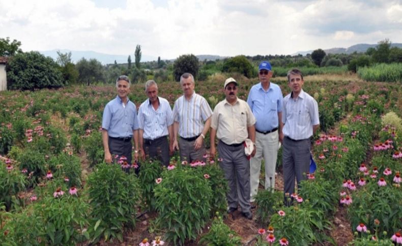 İthal edilen ekinezya bitkisi artık Manisa'da yetiştiriliyor