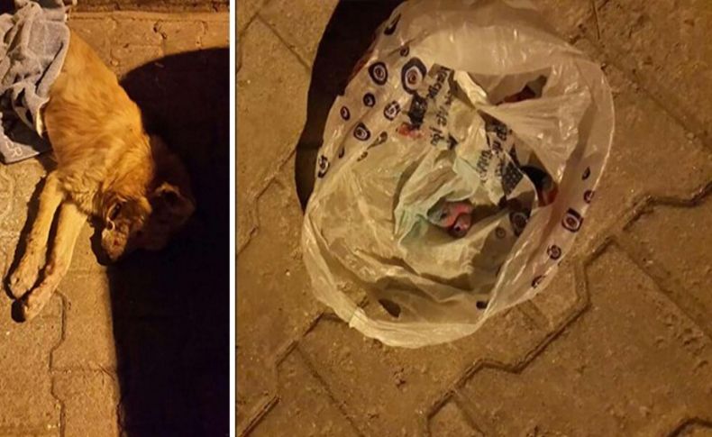 İzmir'de 3 köpeği zehirli etle öldürdüler!
