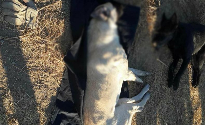 İzmir'de 4 köpek zehirlenerek öldürüldü