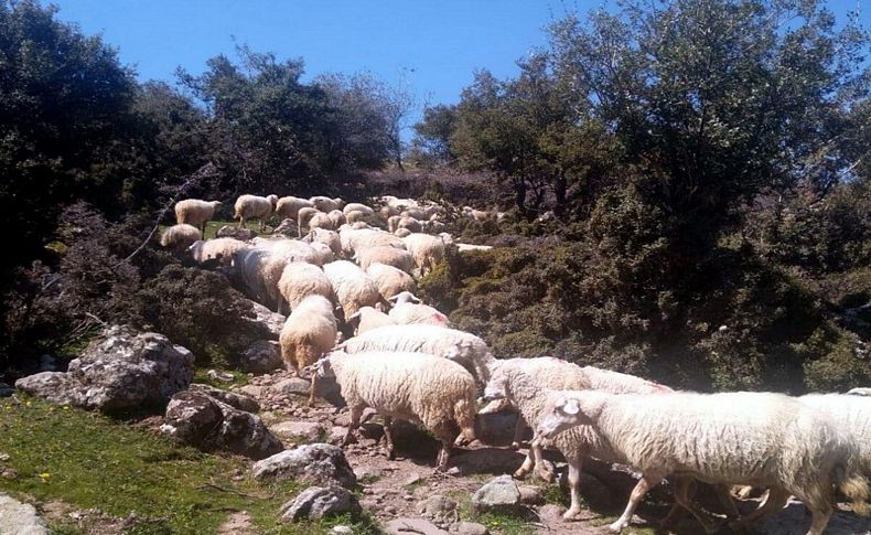 İzmir’de, 83 koyunluk sürü hırsızlığı