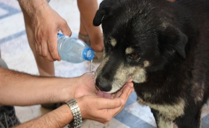 İzmir'de hayvanseverlerden yasa tasarısı tepkisi