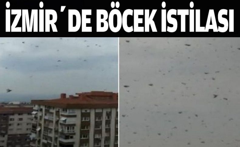 İzmir’de korkutan ‘böcek istilası’