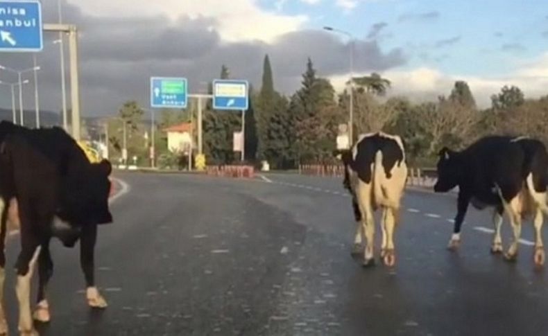 İzmir'de trafiğe 'inek' engeli