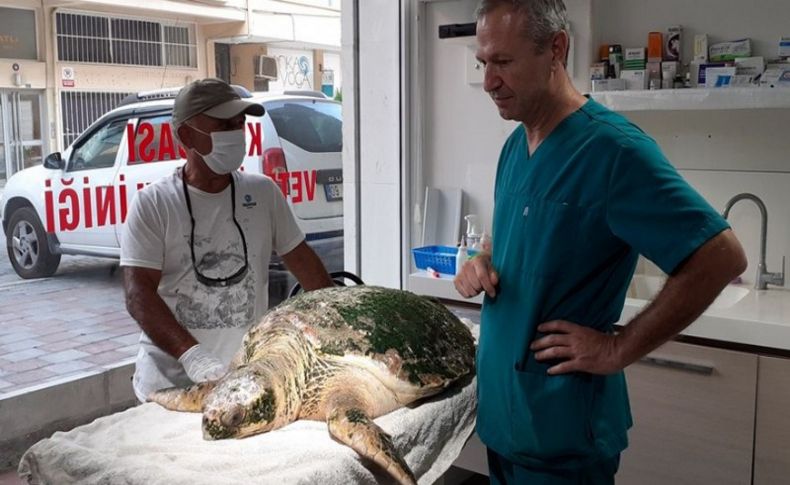 İzmir'de yaralı bulunan caretta caretta tedavi altına alındı