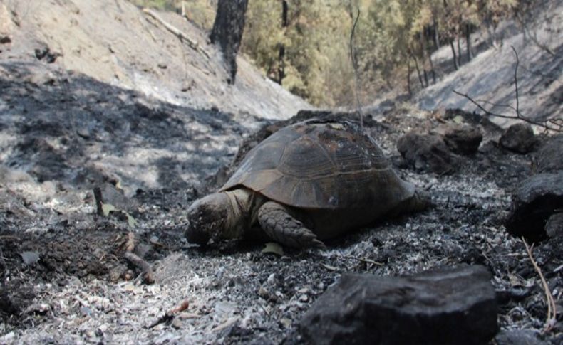 İzmir Menderes'teki orman yangınında bekleyiş sürüyor