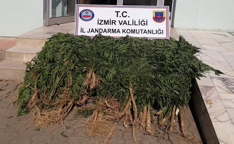 İzmir'in 25 ilçesinde uyuşturucu denetimi