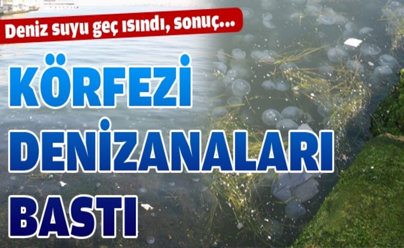 İzmir Körfezi'nde denizanası istilası