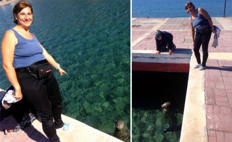 İzmirliler'e Akdeniz foku sürprizi