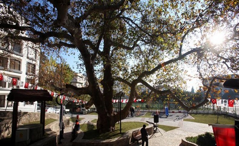 Karabağlar'da 250 yıllık çınarın parkı da oldu