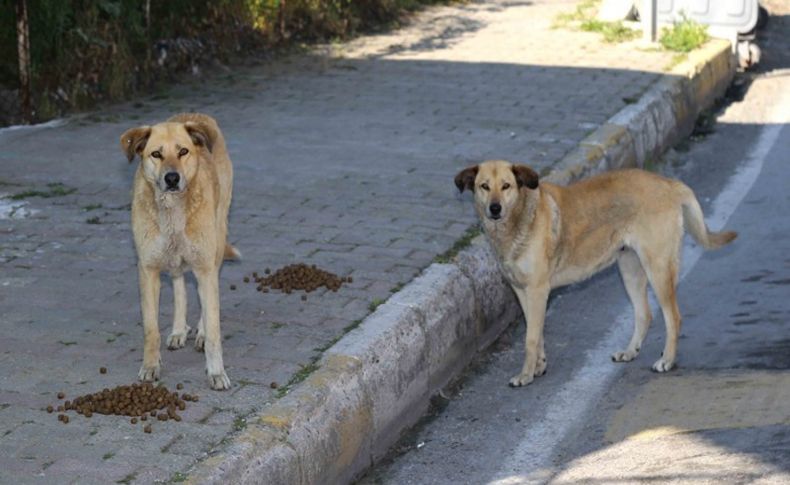 Karabağlar'da can dostlarına mama desteği