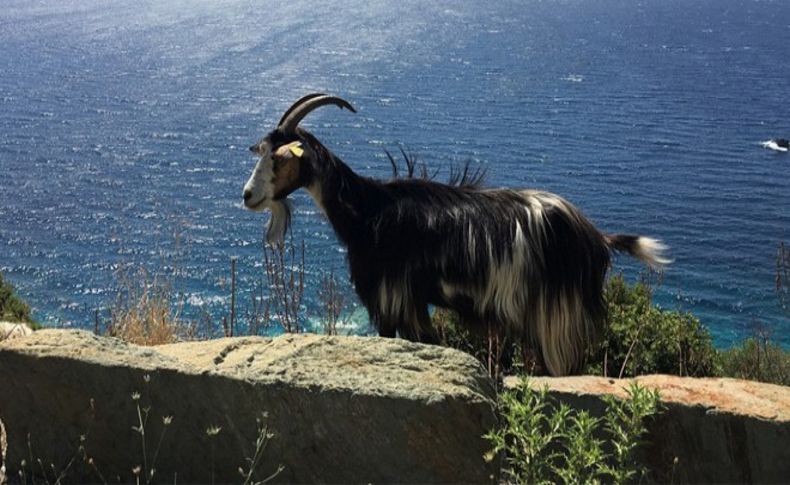 Karaburun Kırkım Şenliğinde geri sayım