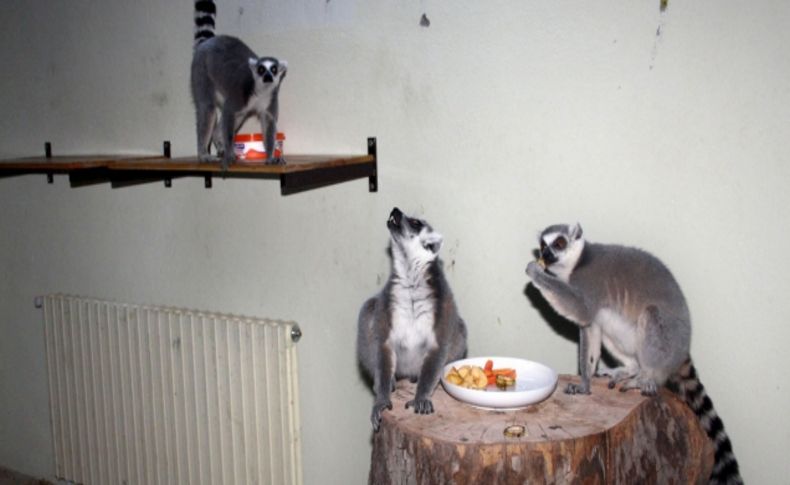 Karı Bursa'da gören lemurlar, kaloriferli odada kuru üzümle besleniyor