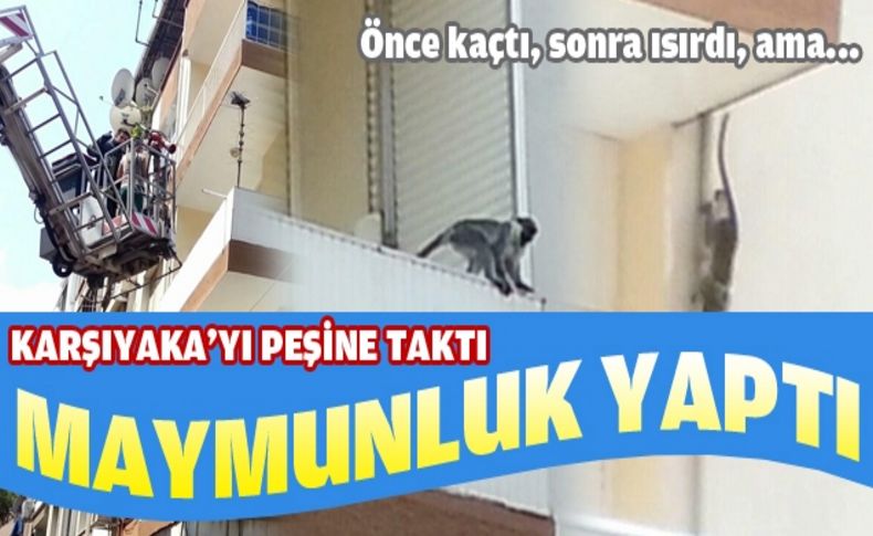 Karşıyaka'da kaçak maymun operasyonu