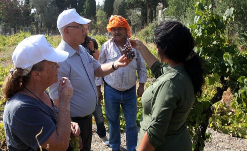 Kavacık Üzüm Festivali başlıyor