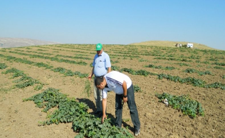 Kavun üreticileri zararlı ve hastalıklara karşı uyarıldı