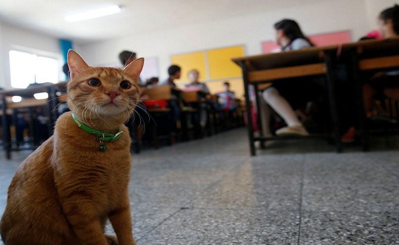 Kedi 'Tombi' yaz tatilinin ardından okula döndü