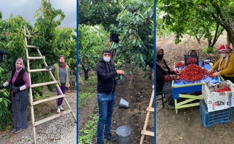 Kiraz gönüllüleri hasada gidiyor!