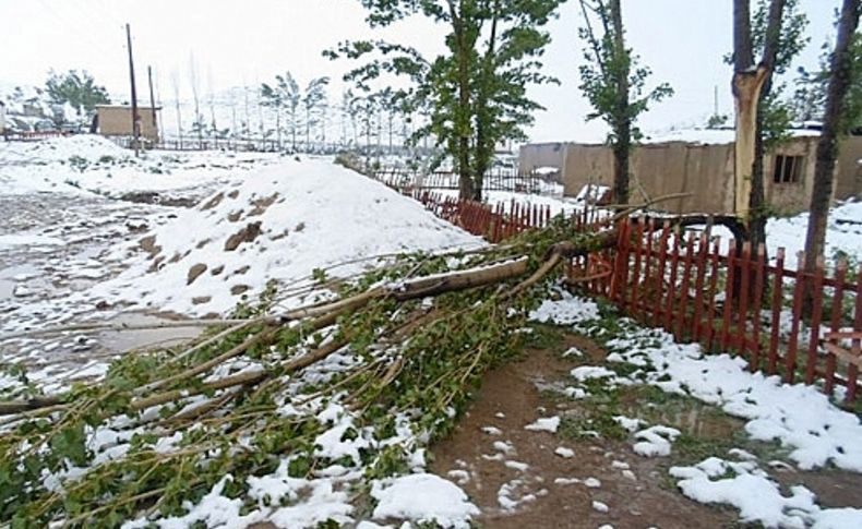 Kırgızistan’da sürpriz Haziran karı: Onlarca hayvan sürüsü telef oldu