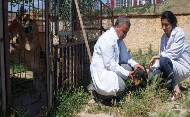 Kırıkkale'de 2 bin 200 kedi ve köpek kuduza karşı aşılandı