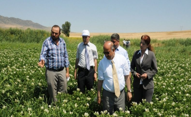 Kırıkkale’de ilk defa patates ekimi gerçekleşti