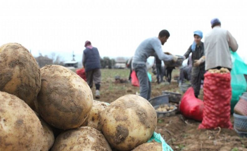 Ödemiş'te kış patatesi hasadı sürüyor