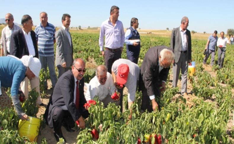 Kızılcabölük'te kızıl biber hasadı başladı