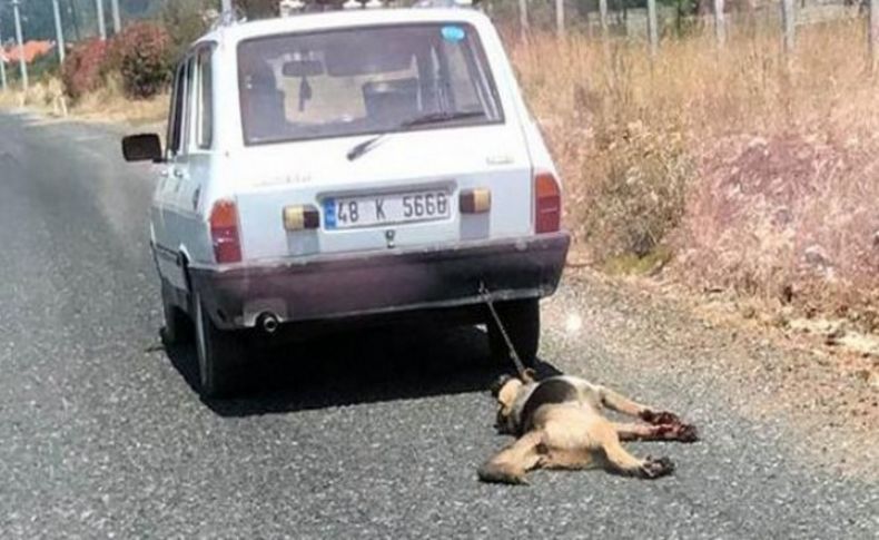 Köpeğe eziyete İzmir'den flaş suç duyurusu