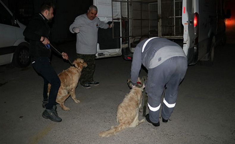 Köpeğe şiddete polisten gözaltı