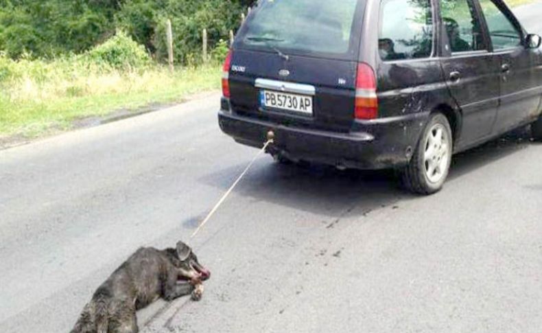 Köpeği arabanın arkasında sürükleyen şahsı 3 yıl hapis bekliyor