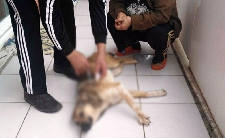 İzmir'de vahşet! Köpekleri zehirlediler