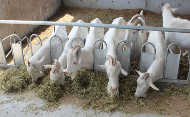 Koyun ve keçi yetiştiricisine uyarı: Ek yemleme yap, sürüne bereket kat
