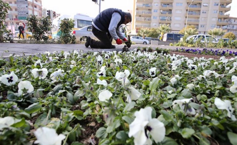 Karşıyaka’ya 200 bin kış çiçeği