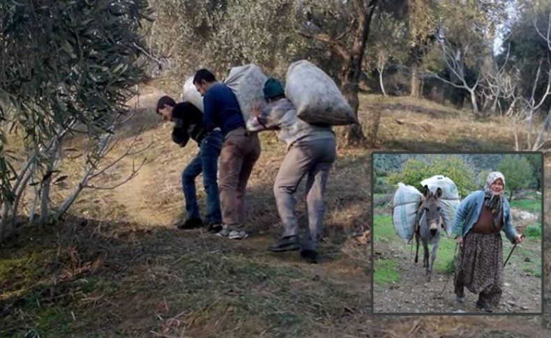 Zeytin üreticileri eşeğin değerini anladı